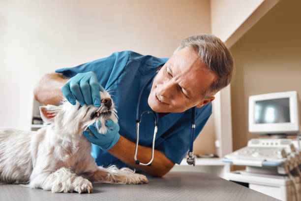 Best Emergency Tooth Extraction in Homer City, PA